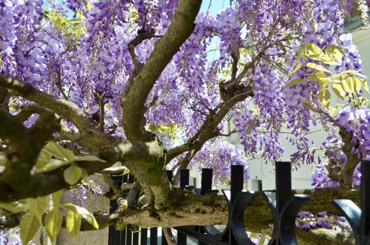 Bed and Breakfast Wisteria Fontainebleau Zewnętrze zdjęcie