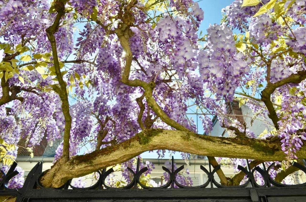 Bed and Breakfast Wisteria Fontainebleau Zewnętrze zdjęcie