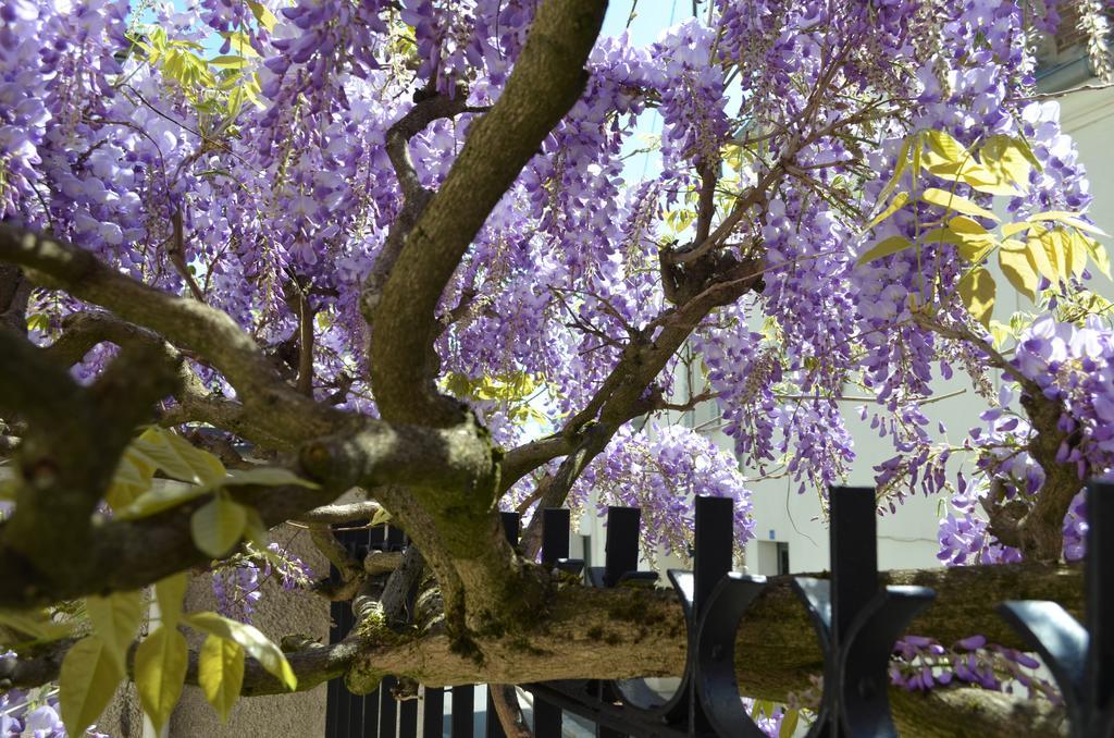 Bed and Breakfast Wisteria Fontainebleau Zewnętrze zdjęcie